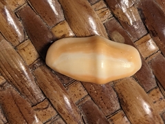 Cyphoma gibbosum