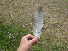 Buteo jamaicensis