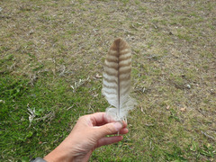Buteo jamaicensis