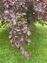 Fagus sylvatica