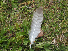 Buteo jamaicensis