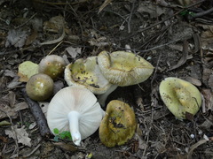 Russula grisea