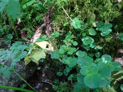 Chrysosplenium oppositifolium
