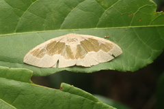 Celenna festivaria