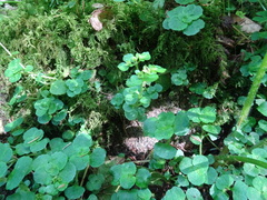Chrysosplenium oppositifolium
