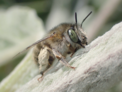 Anthophora quadrimaculata
