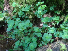 Chrysosplenium oppositifolium