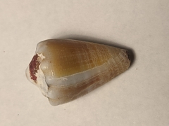 Conus mus