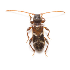 Phymatodes alni