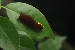 Trypanophora semihyalina