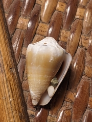 Conus mus