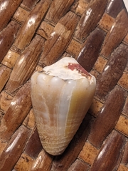 Conus mus