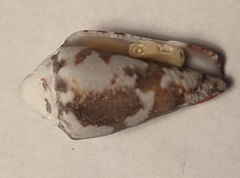 Conus regius