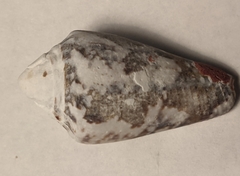 Conus regius