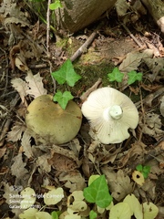 Russula grisea
