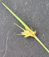 Scleria ciliata
