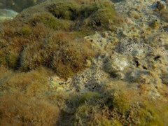 Microlipophrys dalmatinus