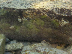 Salaria pavo