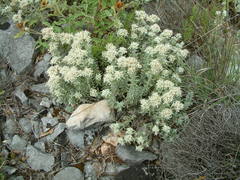 Teucrium capitatum capitatum