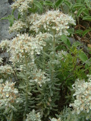 Teucrium capitatum capitatum