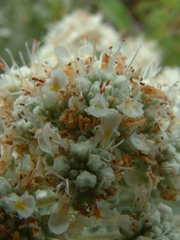 Teucrium capitatum capitatum
