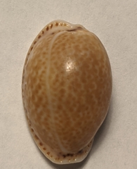 Naria acicularis