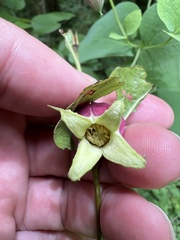 Clematis glaucophylla