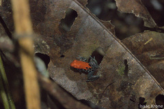 Ranitomeya reticulata