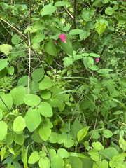 Clematis glaucophylla