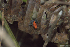 Ranitomeya reticulata
