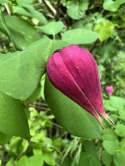 Clematis glaucophylla