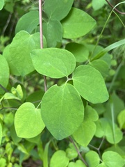 Clematis glaucophylla