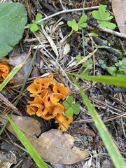 Craterellus odoratus