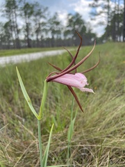 Cleistesiopsis divaricata