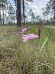 Cleistesiopsis divaricata
