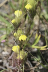Castilleja rubicundula
