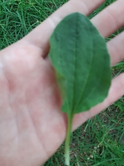 Plantago major