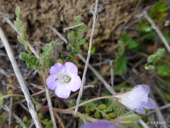 Nemophila