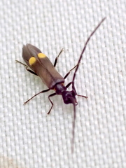 Malthodes marginatus