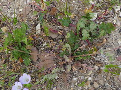 Nemophila