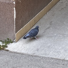 Columba livia domestica