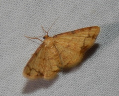 Lomographa indularia