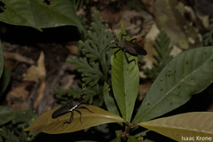 Molchina hopei