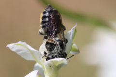 Megachile campanulae