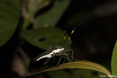 Molchina hopei
