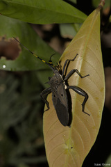 Molchina hopei