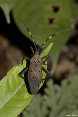 Molchina hopei
