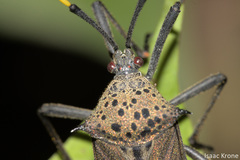 Molchina hopei