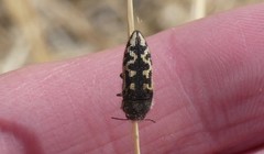 Acmaeodera bowditchi