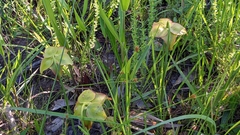 Sarracenia alata